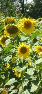 sonnenblumen